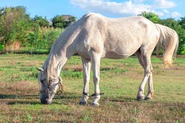 Cavalo Doméstico Branco Mare Pasto — Fotografia de Stock
