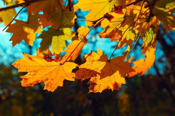 Hojas Arce Otoño Los Colores Otoñales Las Hojas —  Fotos de Stock