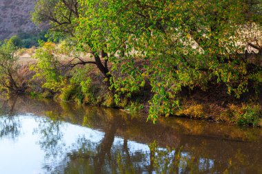 Ağaç dalları nehir suyunda yansıyor. Riverside Doğa Manzarası 