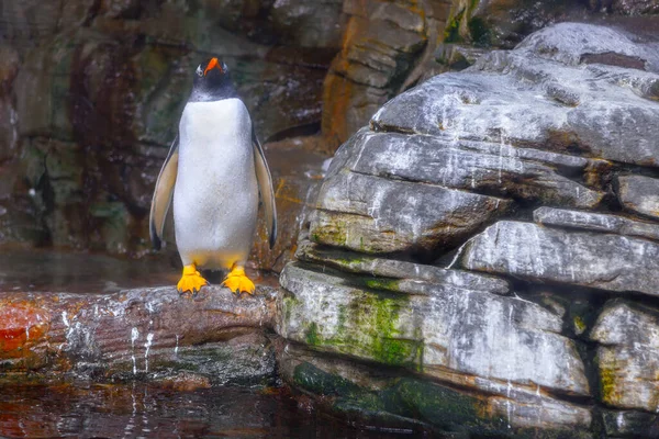 Ein Einzelner Pinguin Steht Auf Dem Felsen Lebensraum Für Gentoo — Stockfoto