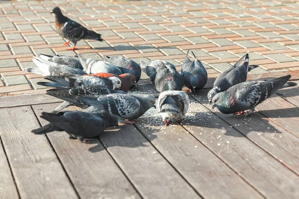 Duiven Die Straat Eten Stedelijke Vogels Stoep — Stockfoto