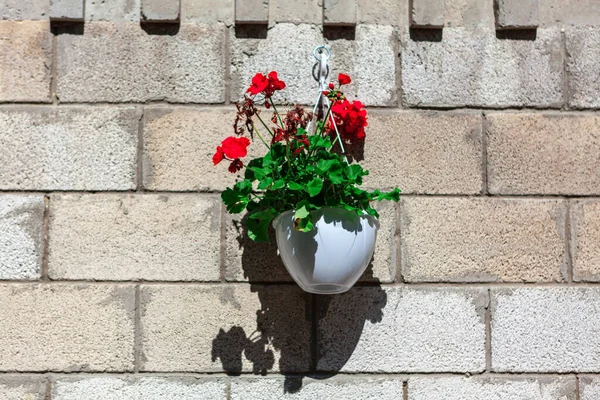 Geranium Aan Muur Bloemen Stenen — Stockfoto