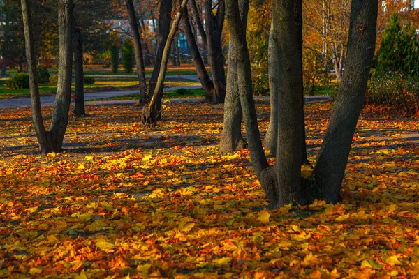 Folhas Outono Parque Parque Cidade Temporada Outono — Fotografia de Stock