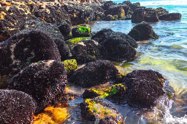 Πέτρες Οστρακοειδή Στην Ακτή Του Ωκεανού — Φωτογραφία Αρχείου