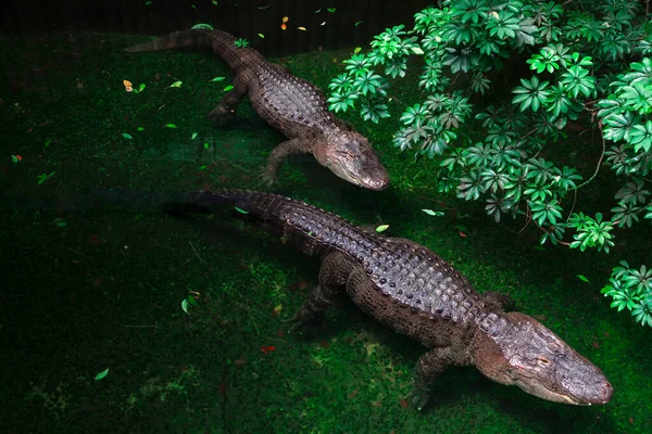 Два Крокодила Зеленой Тропической Воде Рептилии Обитают Дикой Природе — стоковое фото