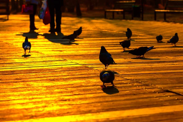 Силуети Птахів Вулиці Міста Люди Голуби — стокове фото