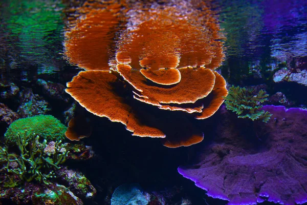 水中のカラフルなサンゴ礁 海底生息地 — ストック写真