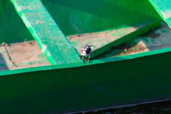 Pájaro Bordo Barco Madera Barco Pesca Vacío —  Fotos de Stock