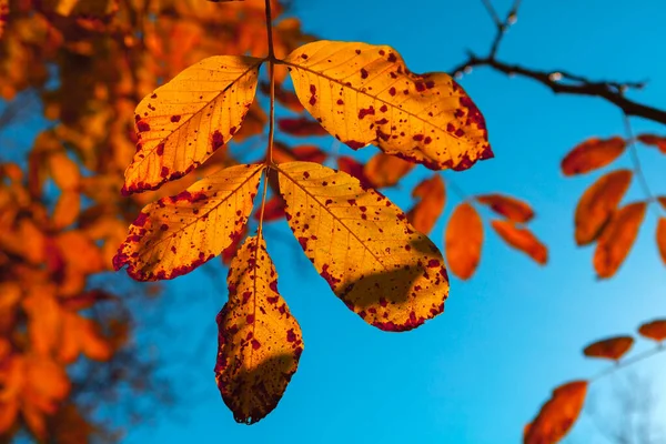 Autumn Leaves Walnut Tree Autumn Tree Fall Season — Stock Fotó