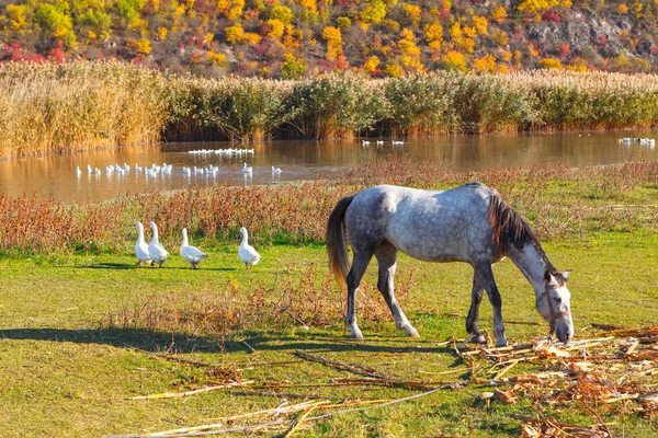 Caballo Una Bandada Gansos Pastando Animales Granja Orillas Del Río —  Fotos de Stock