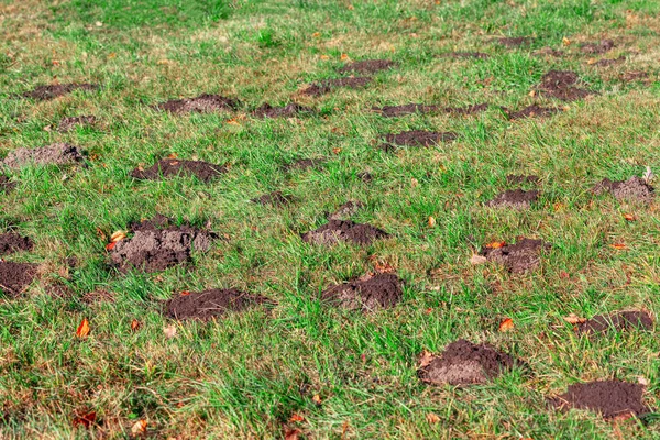 Mollenbodem Stapelt Zich Het Grasveld — Stockfoto