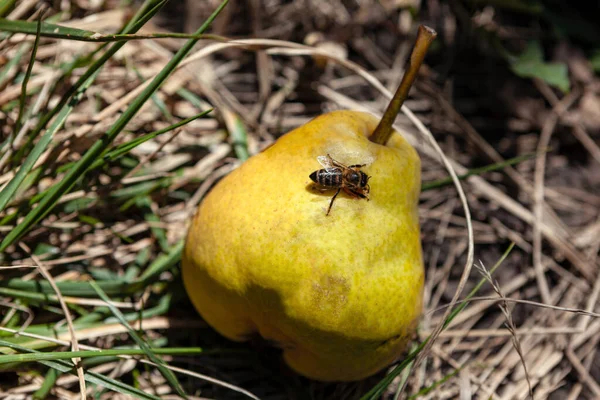 Bee Fallen Ripe Pear Fruit — Stockfoto