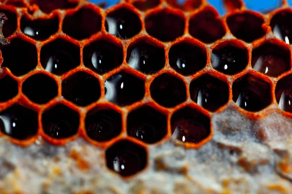 Hexagonális Sejtek Mézzel Méhsejt Háttér — Stock Fotó