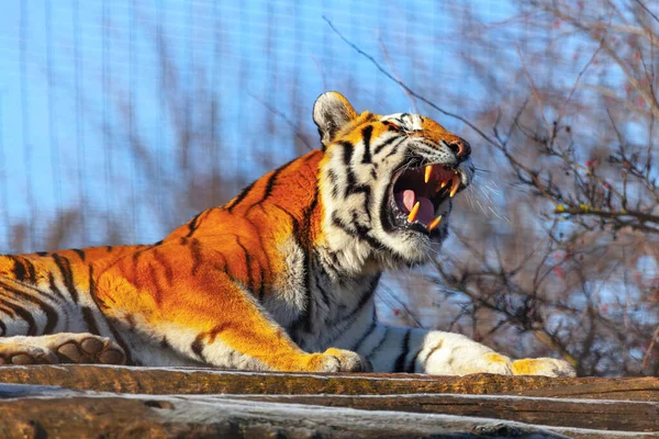 Roaring tiger portrait . Wild animal with open mouth