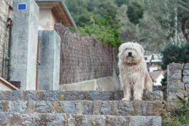 Shaggy dog standing on the staircase . Lonely dog waiting for a friend