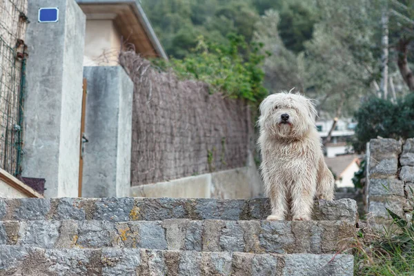 Shaggy Dog Standing Staircase Lonely Dog Waiting Friend — Foto Stock