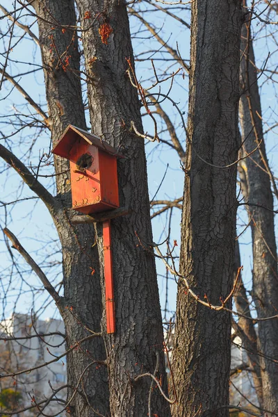 Vogelhäuschen Auf Dem Baum Hölzerne Nester Für Vögel — Stockfoto
