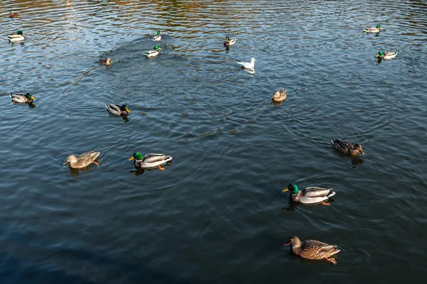 Geese Swimming Lake Flock Wild Birds Water — Foto de Stock