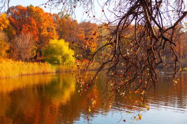Hanging branches over the lake in autumn . October idyllic nature . Fall nature reflection in the water 