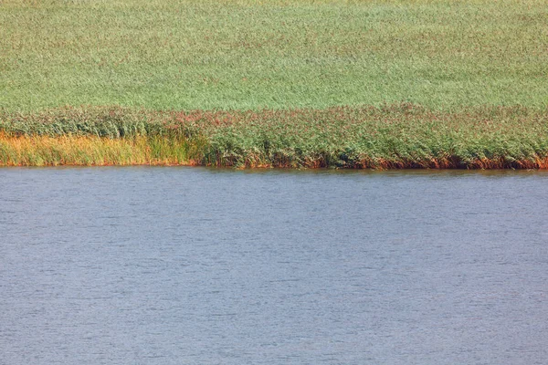 Swamp Surface Reed Wetland Sedge Plants — Stockfoto