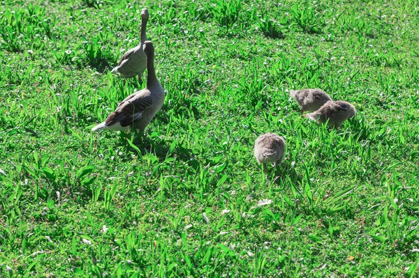 Goose Family Standing Grass Two Adult Geese Three Baby Geese — 图库照片