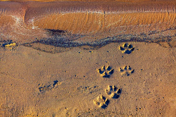 Dog footprints on the sand . Animal prints at the sandy beach