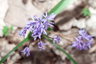 Bahar menekşeleri. İlkbaharda kır çiçekleri açar. 
