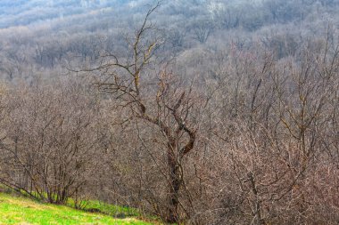 Bahar ormanı ve çıplak ağaçlar. Bahar zamanı orman doğası 