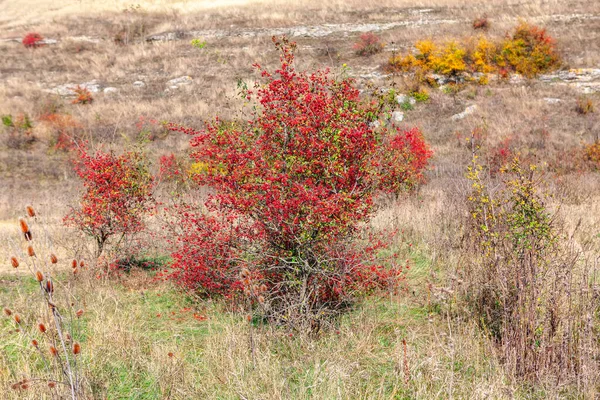 Autumn Nature Hawthorn Berry Shrubs — 图库照片