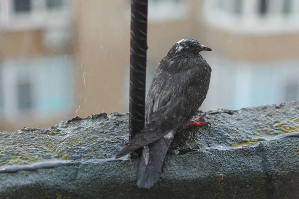 Wet Bird Standing Rain Pigeon Roof Edge — Fotografia de Stock
