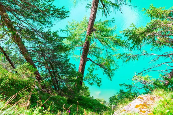 Pines Turquoise Water Evergreen Trees Growing Coast — Foto de Stock