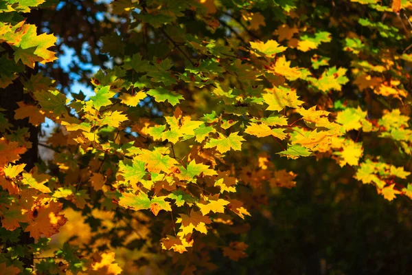 Autumn Foliage Background Maple Leaves Autumn —  Fotos de Stock