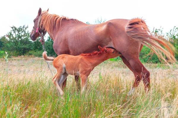 Colt Nurses Mare Breastfeeding Foal Outdoors Horses Mother Child — Foto de Stock