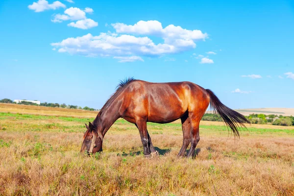 Domestic Brown Horse Pasture Mare Grazing Summer — Foto de Stock