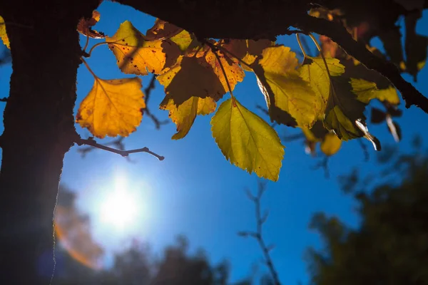 Autumn Leaves Sunlight Fall Season Branches Yellow Leaves Blue Sky — Stock Fotó