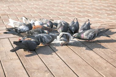 Güvercinler kaldırımda yemek yer. Şehrin sokaklarında kuşlar 