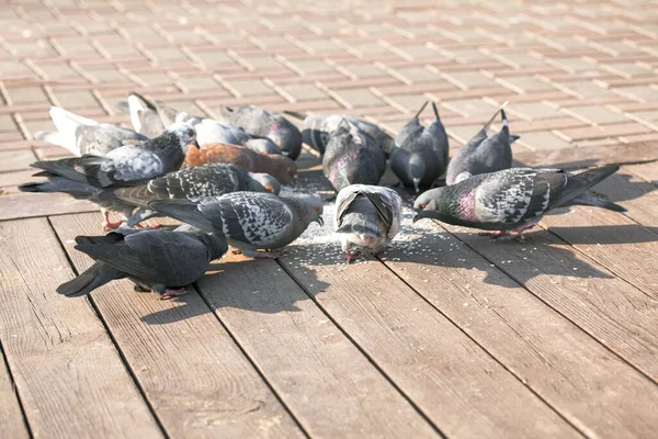 Pigeons Eat Sidewalk Birds City Street — Stockfoto