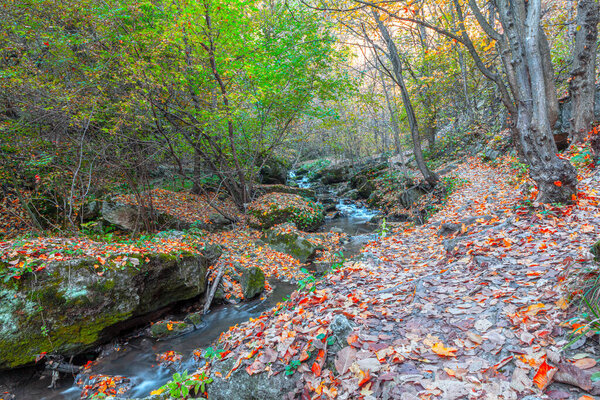 Creek in the autumn forest . Autumn landscape in woodland