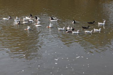 Swimming domestic geese . Flock of birds on the water 