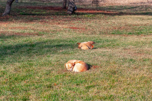 Stray Dogs Sleeping Grass Homeless Animals Park — Stockfoto