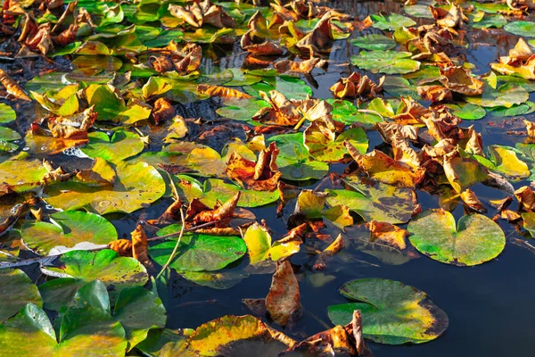 Water Lily Autumn Leaves Marsh Water Surface Nenuphar — Stock Photo, Image