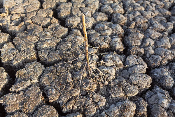 Dry Land Surface Arid Terrain Cracks — Fotografia de Stock
