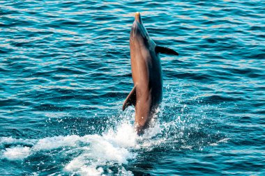 Dolphin jumping out of the water . Jumping fish from the sea