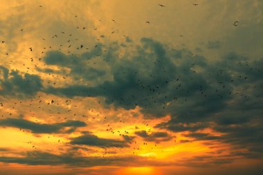 Birds flying in the twilight . Flock on the evening sky . Vibrant heaven with dusk 