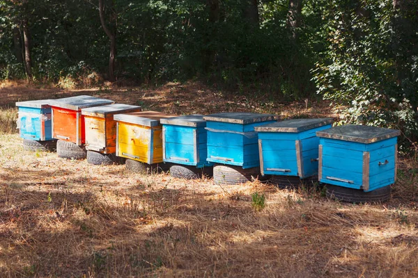 Apiary Wooden Beehives Bee Yard Village — Stock fotografie