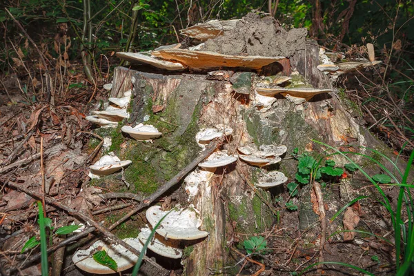 Rotting Tree Stump Mushrooms Tree Polyporus Fungus — Stock Photo, Image