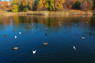 Ducks on the lake in autumn . Flock of waterfowls on the water in the park