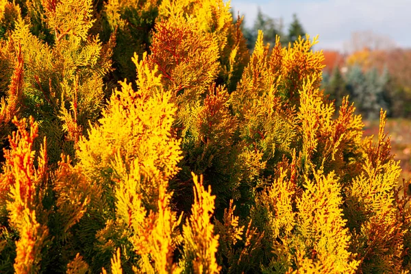 Thuja Autumn Coniferous Shrub Fall Season — Stock Photo, Image