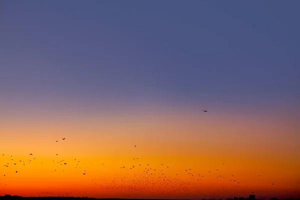 Flock of birds flying in evening . Colorful sky with twilight . Crows over the city
