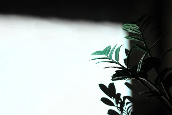 Plant shadow on the white surface . Houseplants with shade on the wall